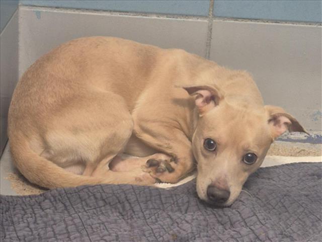 Papa, a Chihuahua (mix breed), available for adoption