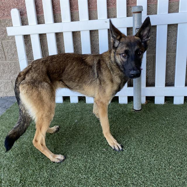 Tamma, a Belgian Shepherd Malinois, available for adoption