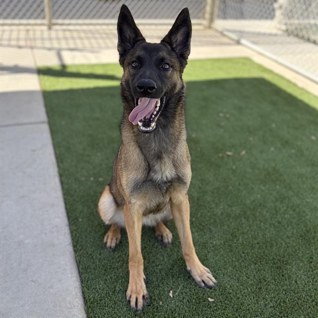 Tamma, a Belgian Shepherd Malinois, available for adoption