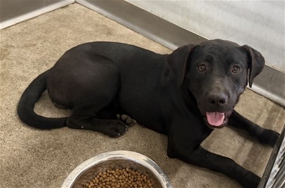 Pepper, a Pit Bull Terrier (mix breed), available for adoption
