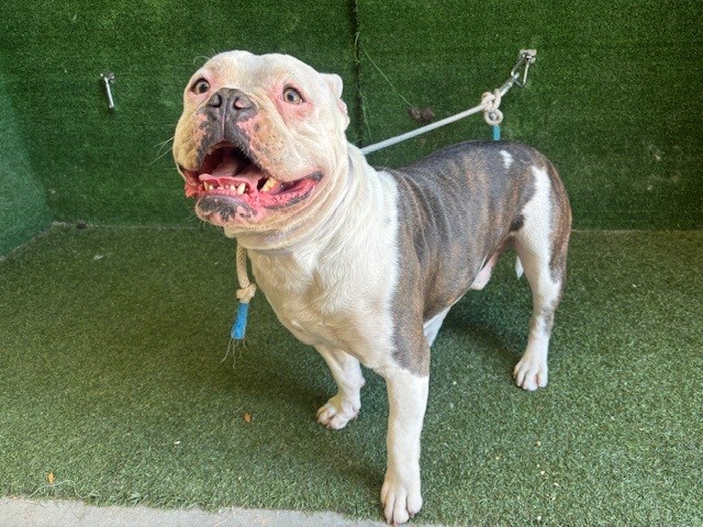 Jericho, a American Bulldog, available for adoption