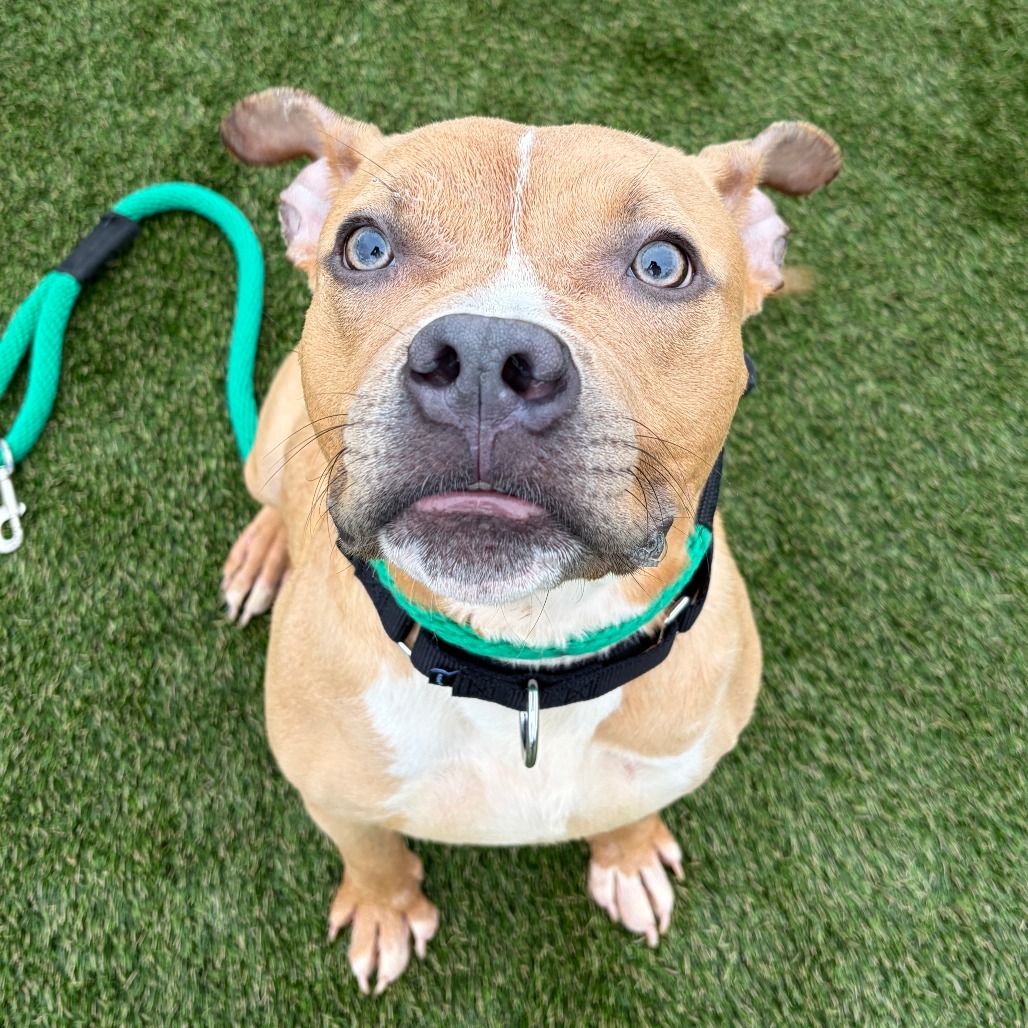 Melo, a Pit Bull Terrier (mix breed), available for adoption