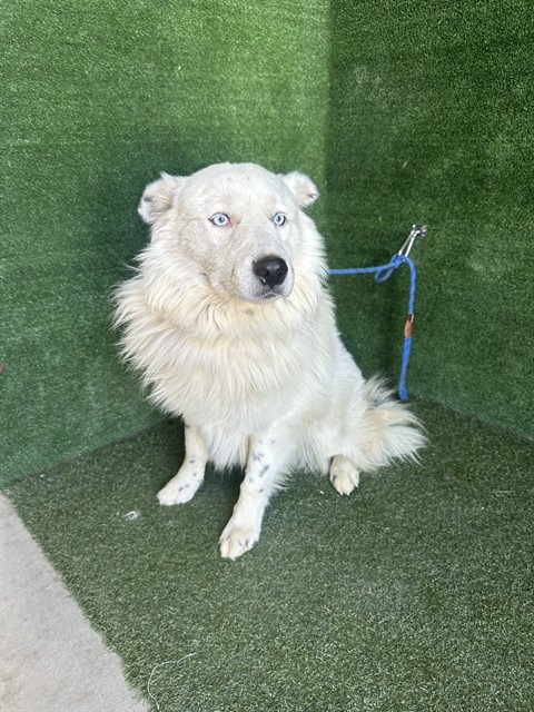 A5802704, a Australian Shepherd, available for adoption