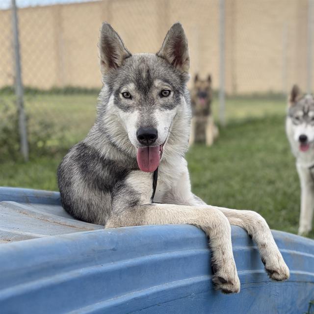 Pontiac, a Siberian Husky, available for adoption