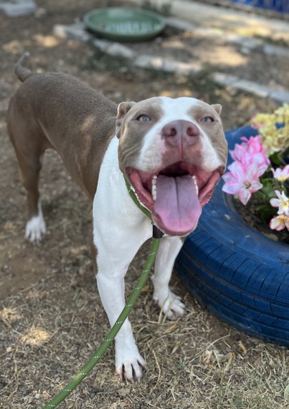 Bryce, a Pit Bull Terrier, available for adoption