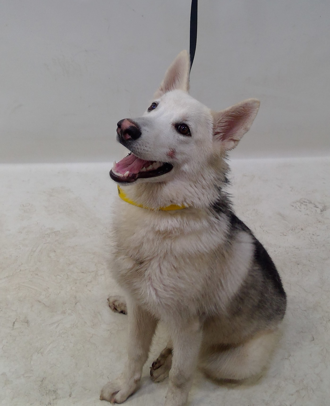 Other Photos of thie Dog