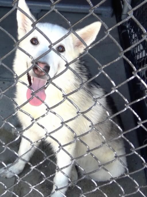 27-02916, a Siberian Husky, available for adoption