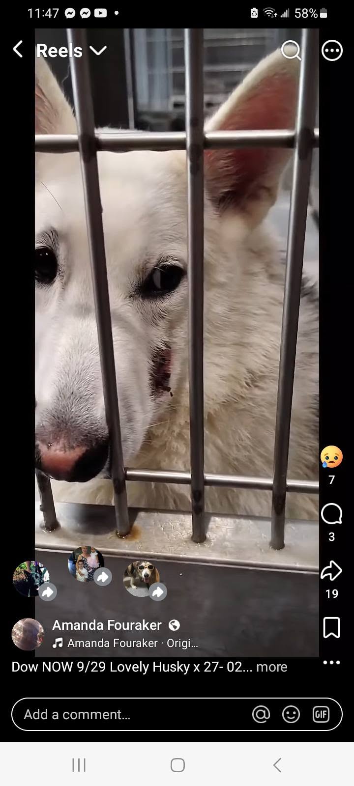Other Photos of thie Dog