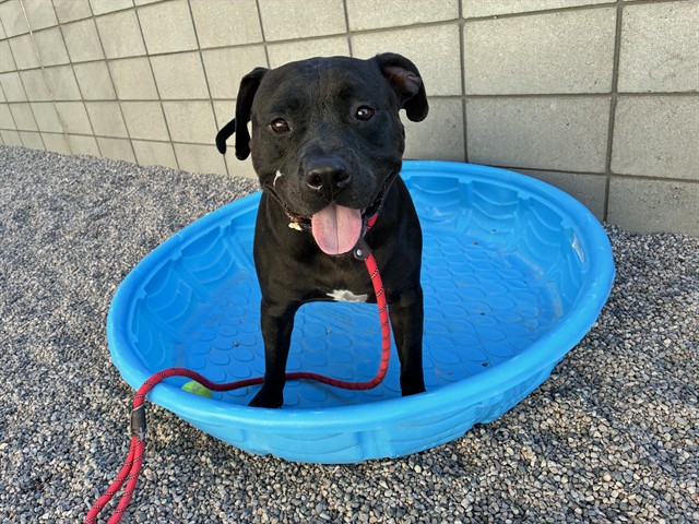 Zeus, a Black Labrador Retriever, available for adoption