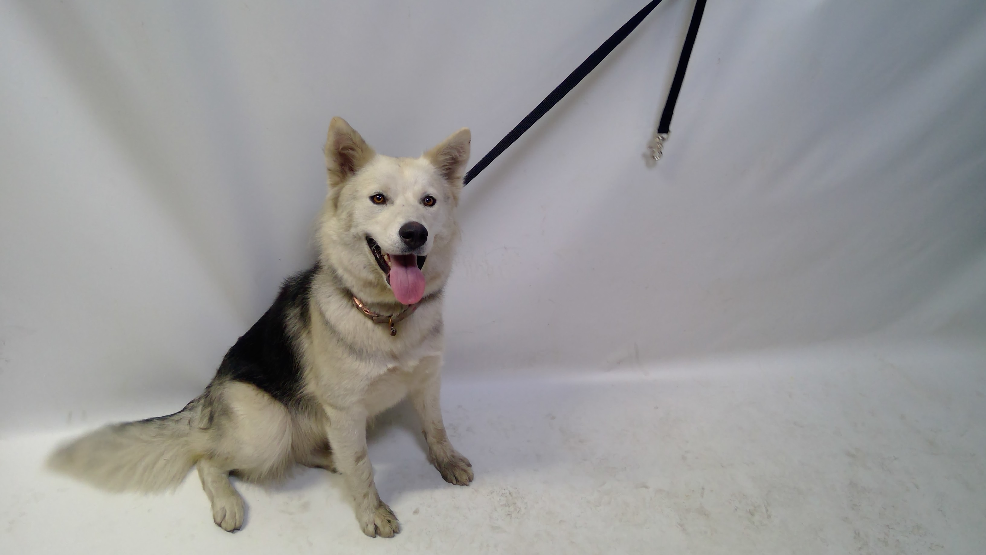 Aurora, a Husky, available for adoption