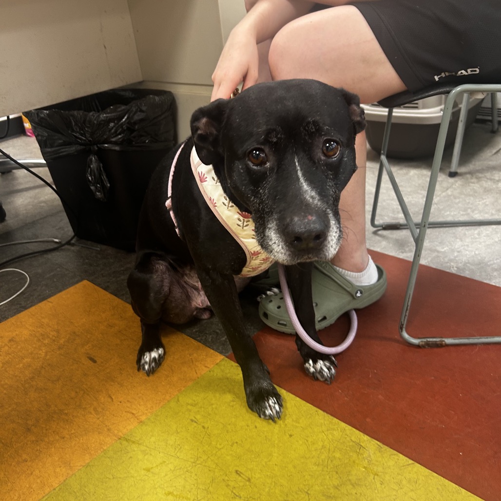 Fanta, a Pit Bull Terrier (mix breed), available for adoption