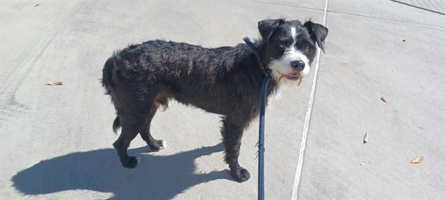 Cory, a Terrier, available for adoption