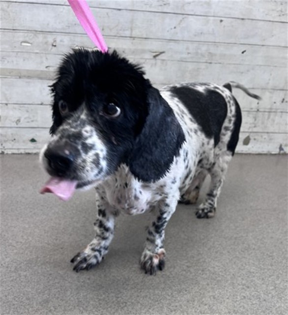 Gizmo, a Cocker Spaniel (mix breed), available for adoption