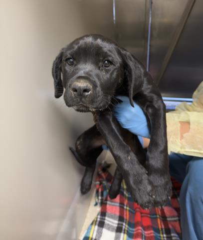 Lulu, a Labrador Retriever (mix breed), available for adoption