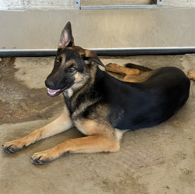 Star, a German Shepherd, available for adoption