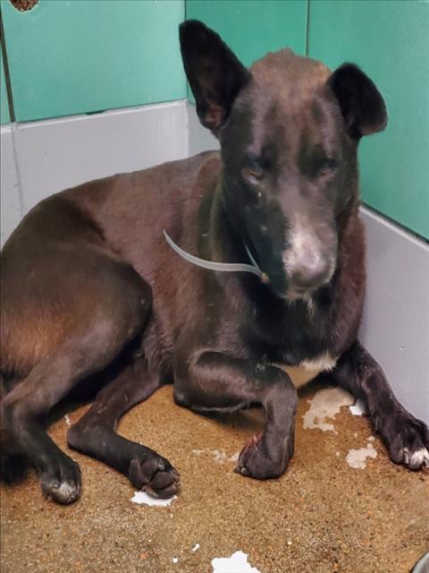 Mac, a Retriever (mix breed), available for adoption