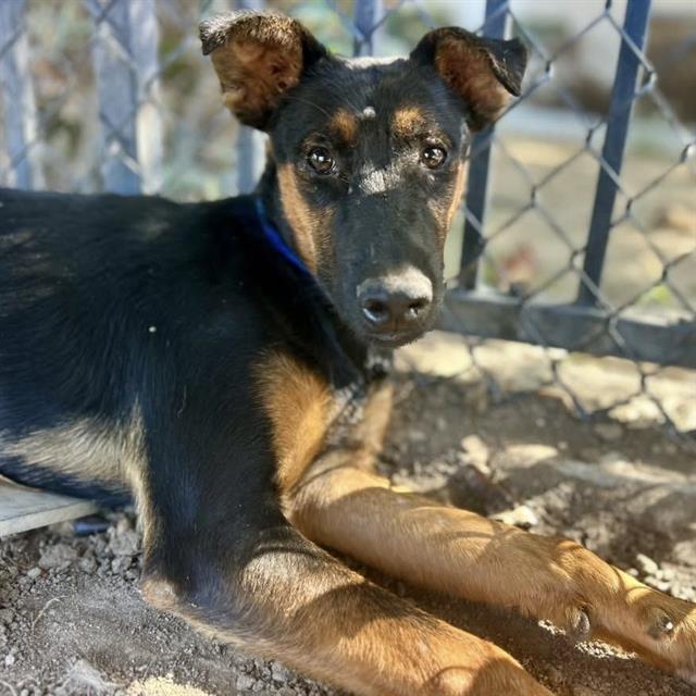 Ziggy, a Shepherd (mix breed), available for adoption