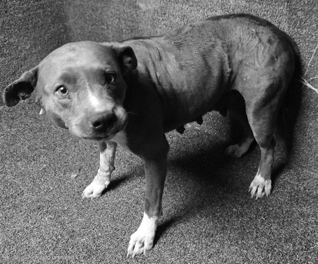 Lavender, a Pit Bull Terrier, available for adoption
