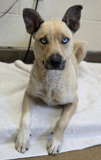 Shanti, a Shepherd (mix breed), available for adoption