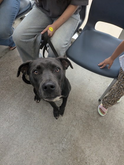 Gumbo, a Pit Bull Terrier (mix breed), available for adoption