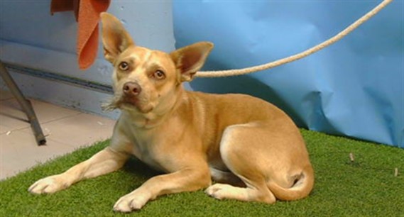 A5806684, a Bullmastiff, available for adoption
