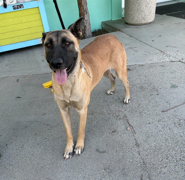 A5806216, a German Shepherd, available for adoption