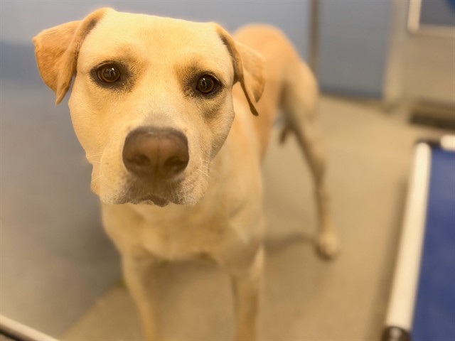 Lucky, a Labrador Retriever (mix breed), available for adoption