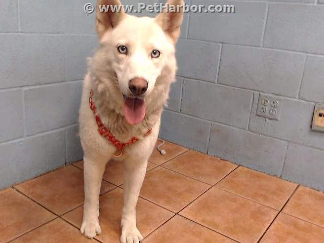 White Ghost, a Siberian Husky, available for adoption
