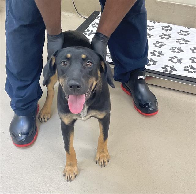 Gamora, a Beagle (mix breed), available for adoption