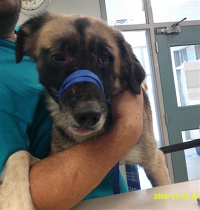 A482025, a German Shepherd (mix breed), available for adoption