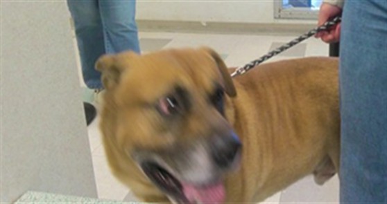 A481916, a Mastiff, available for adoption