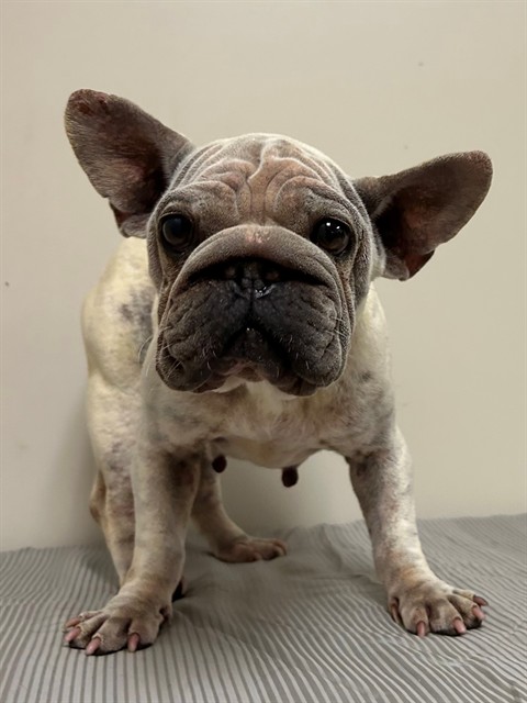 A5807510, a French Bulldog, available for adoption