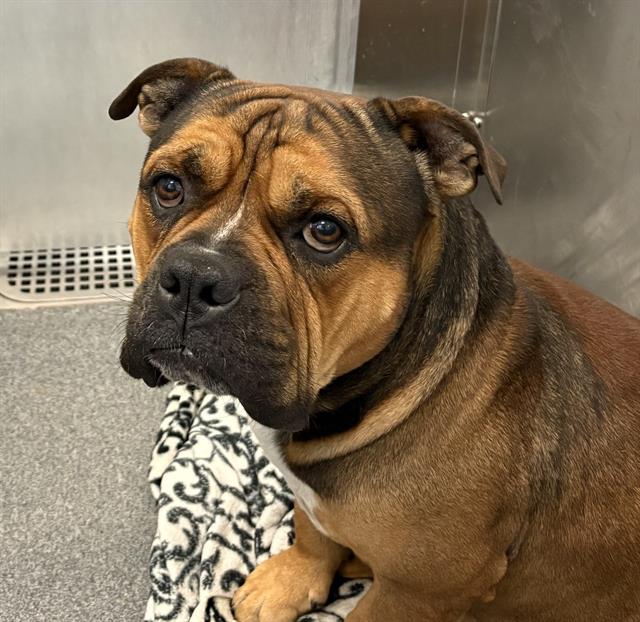 Leo, a American Bulldog (mix breed), available for adoption