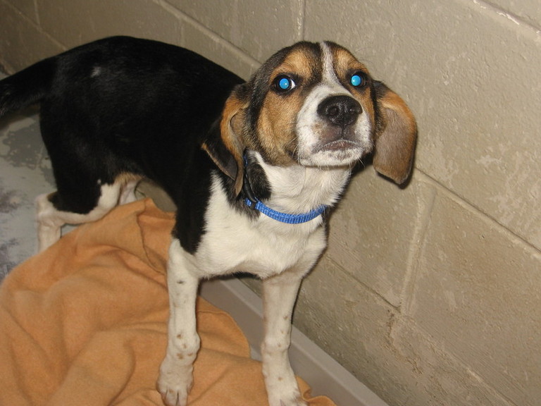 Main Photo of this Dog