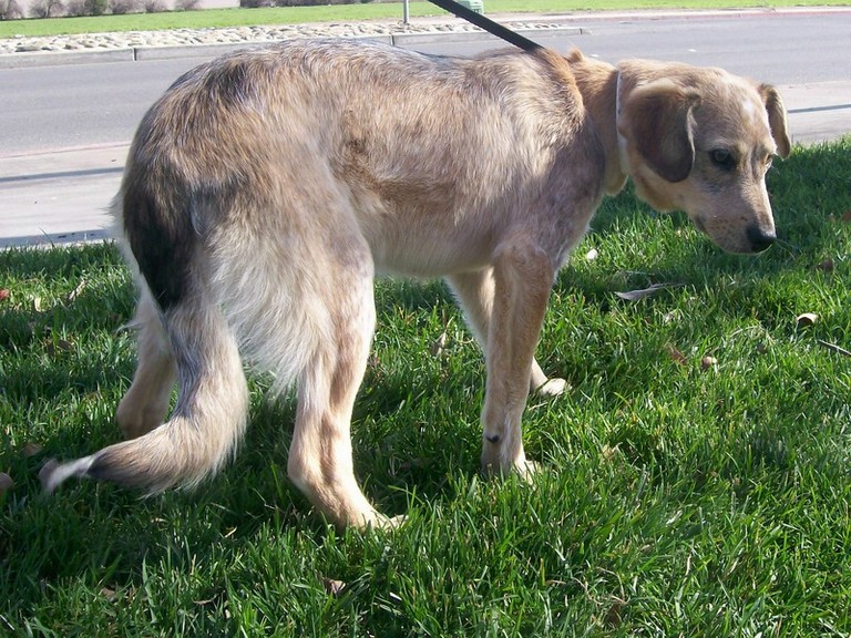 Other Photos of thie Dog
