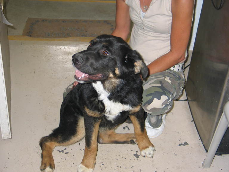 Other Photos of thie Dog