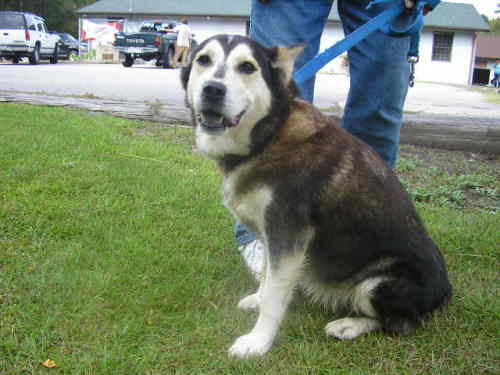Other Photos of thie Dog