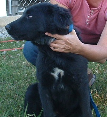 Other Photos of thie Dog