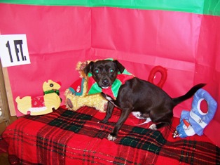 Other Photos of thie Dog