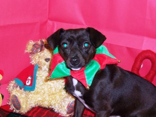 Other Photos of thie Dog