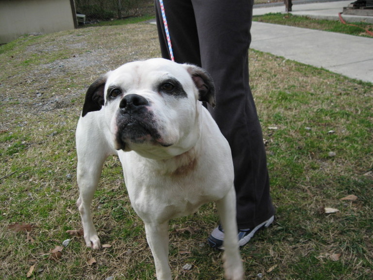 Other Photos of thie Dog