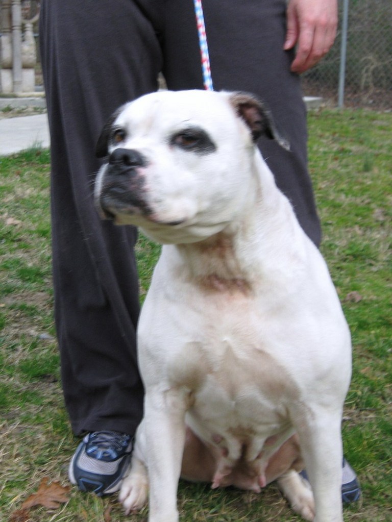 Other Photos of thie Dog