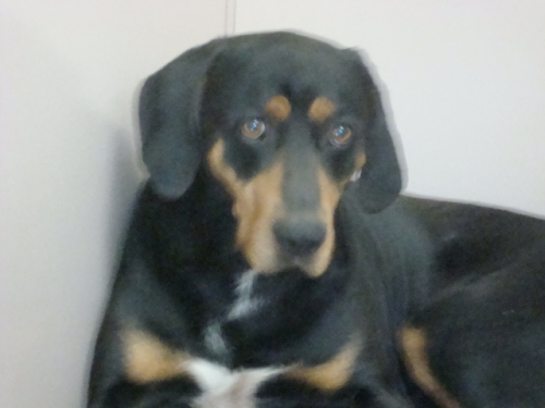 Other Photos of thie Dog