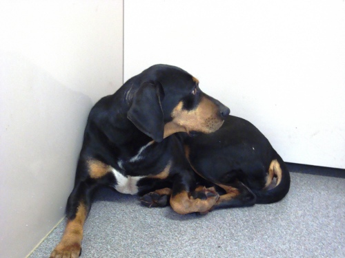 Other Photos of thie Dog
