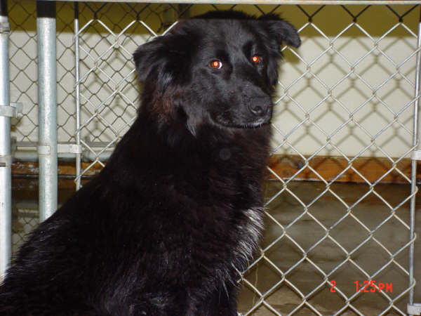 Other Photos of thie Dog