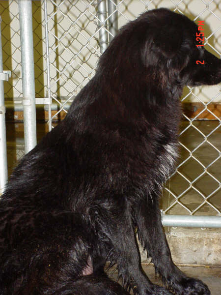 Other Photos of thie Dog
