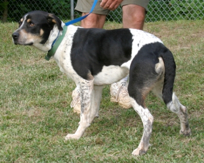 Other Photos of thie Dog