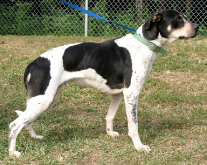 Other Photos of thie Dog