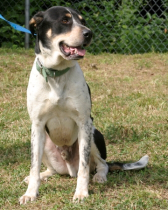 Other Photos of thie Dog