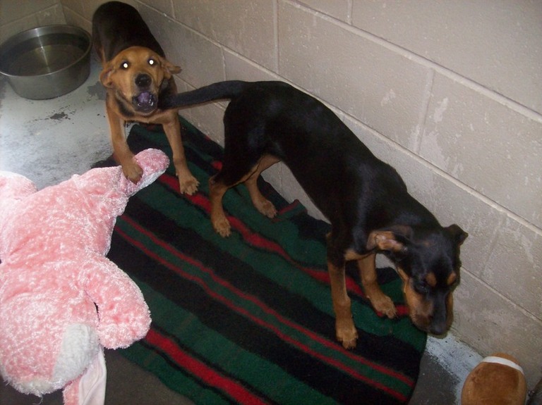 Other Photos of thie Dog